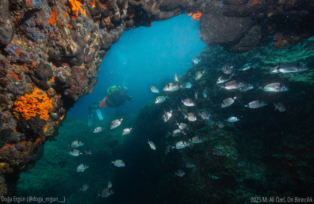 Bu fotoğraf, Çeşme’nin Yatak Odası Mağarası’nda çekildi. Dalgıcın, renkli süngerlerle kaplı mağaranın içinden geçerken çevresini saran balık sürüsüyle oluşturduğu sahne; doğanın sessiz uyumunu ve gizemini yansıtıyor. Işığın mağara duvarlarından süzülüşü, yaşamın en beklenmedik yerlerde bile var olma gücünü gösteriyor. Bu kare, sualtı dünyasının kırılgan ama büyüleyici ruhunu izleyiciye hissettiriyor.