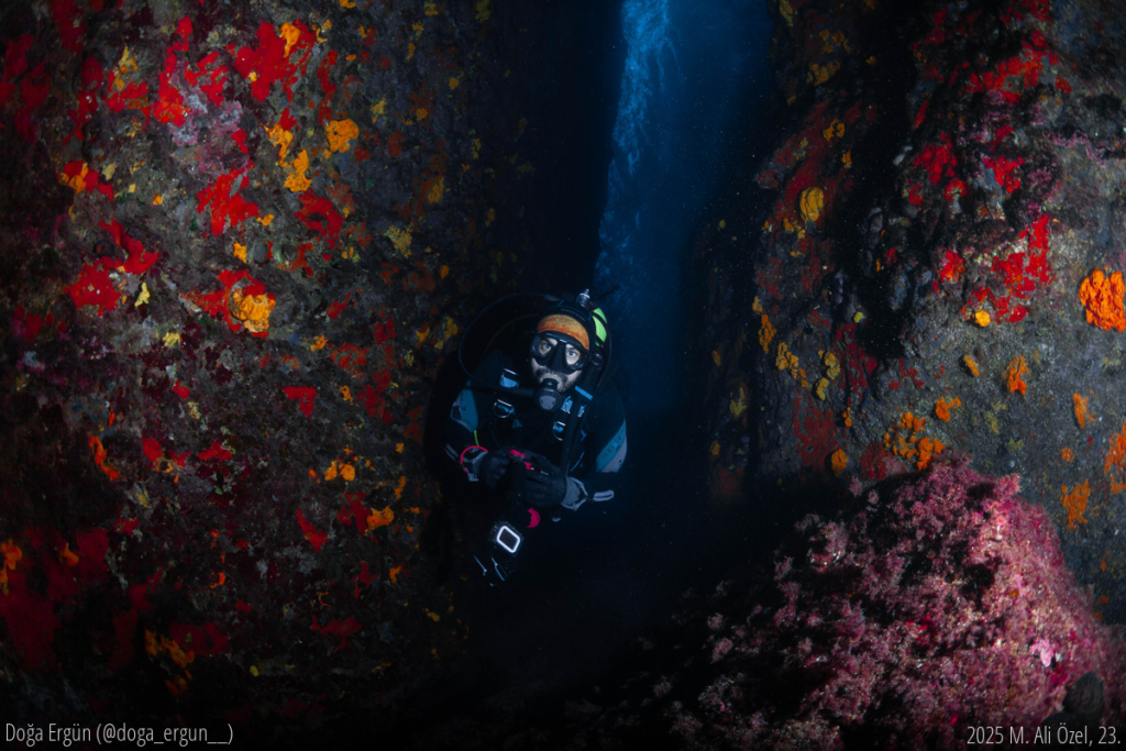 Çeşme’nin Yatak Odası Mağarası’ndaki dar bir geçitte, dalgıç kırmızı, turuncu ve sarı süngerlerle çevrelenmiş kayaların arasında ilerliyor. Yukarıdan süzülen ışık, bu renkleri adeta dans ettirirken, sahne derinliklerde bile yaşamın renklerle nefes aldığını hatırlatıyor. Bu fotoğraf, karanlığın içinden doğan yaşamın cesaretini ve sualtının büyüleyici atmosferini anlatıyor.