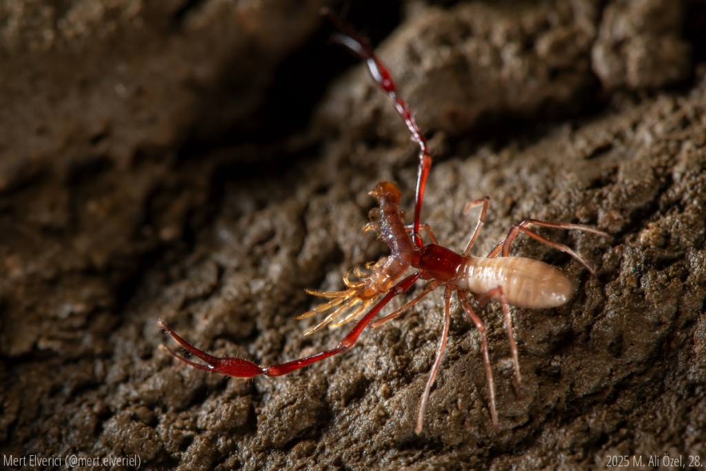 Tür çeşitliliği yüksek olan mağarada yaşayan iki yalancı akrep türünden biri ve mağaranın bilinen top-predatörü. Lithobius cinsinden bir diğer predatör olan mağara çıyanla besleniyor.