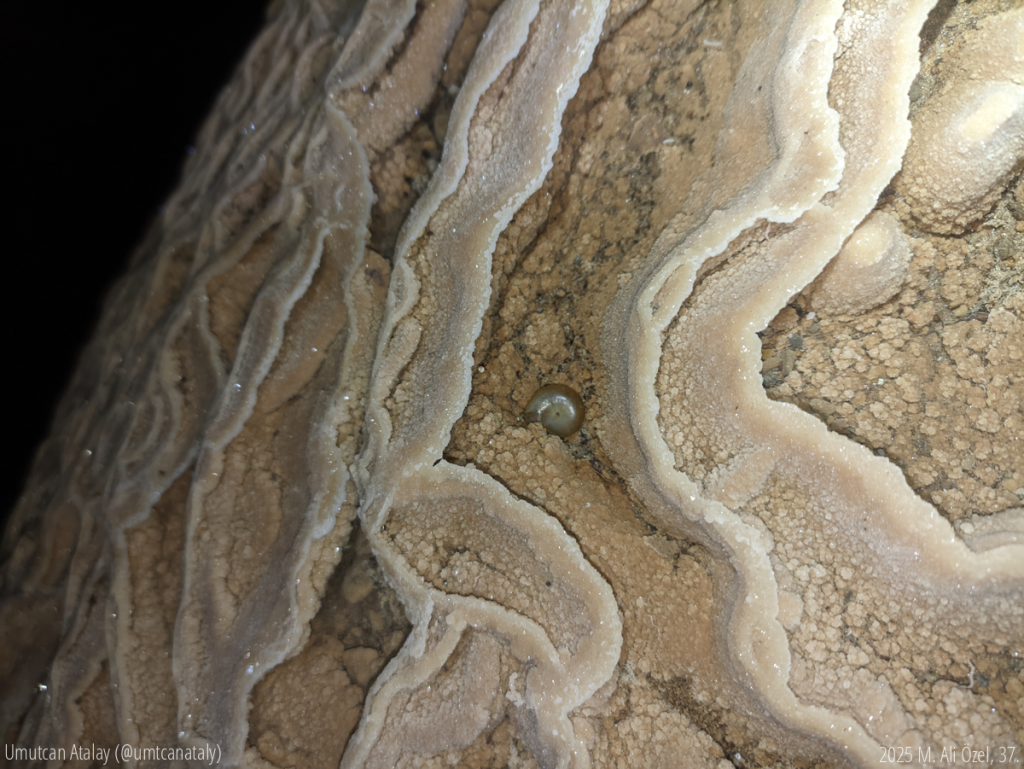 kristaldeki salyangoz kabuğu